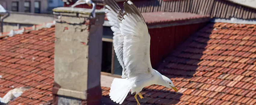 Residential Chimney Animal Removal Solution in Ardmore, OK