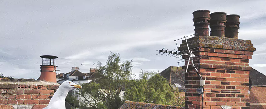 Chimney Cleaning And Restoration in Ardmore, Oklahoma